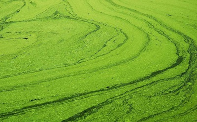什么是氨氮廢水？高濃度氨氮廢水的危害有哪些？